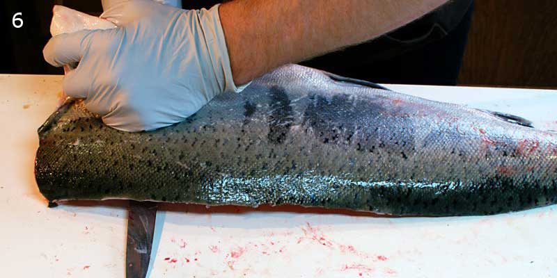 Knifestock BLOG - Cómo filetear correctamente un salmón